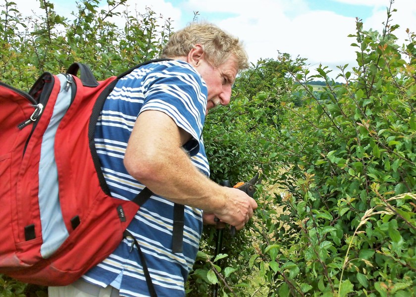 Neville demonstrates his pruning skills-hoping for an invite to Chelsea Flower show next year!