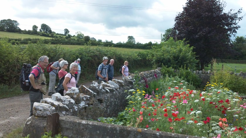 Group admiring the wild flower garden in the sunshine.
