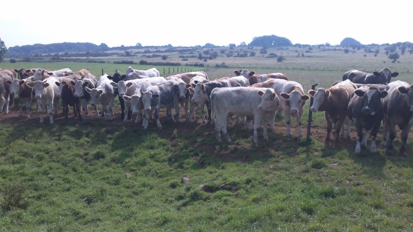 Potential new members watch the antics of the group with interest!