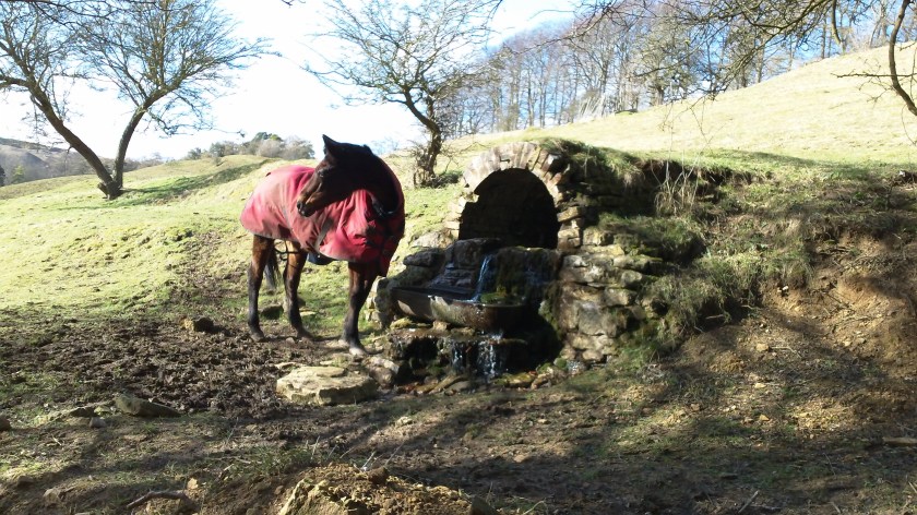 Gordon's "arty" shot of horse in the grounds of Postlip Hall early in the walk.