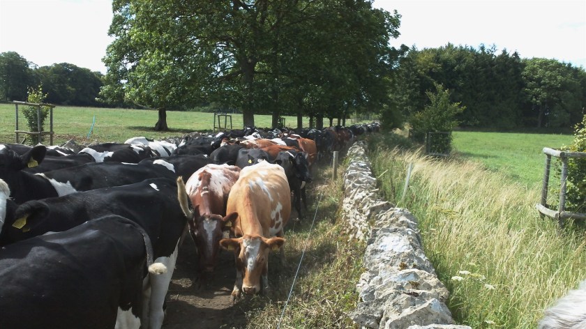 Group's progress is halted by stampede of "about 200 cows"