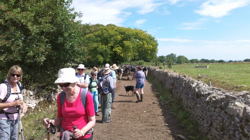 Group gather their thoughts after the herd of cows have passed by and progress back towards Chedworth Villa.