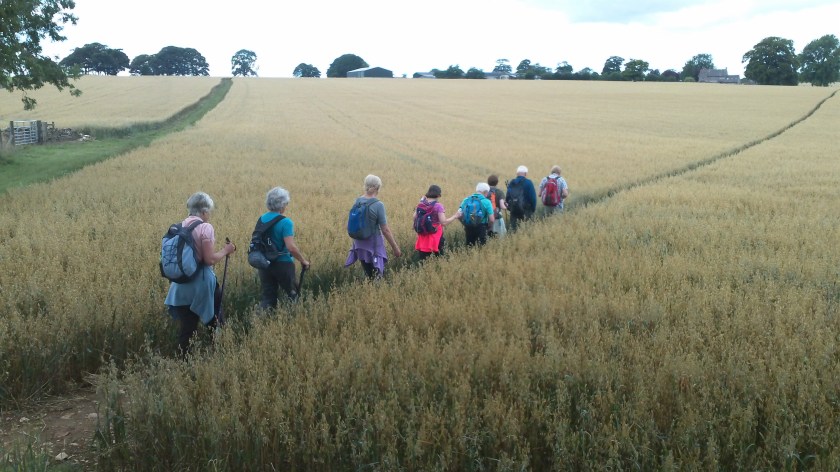 Don't follow leaders!-group proceeding in Indian file across corn field near Bisley