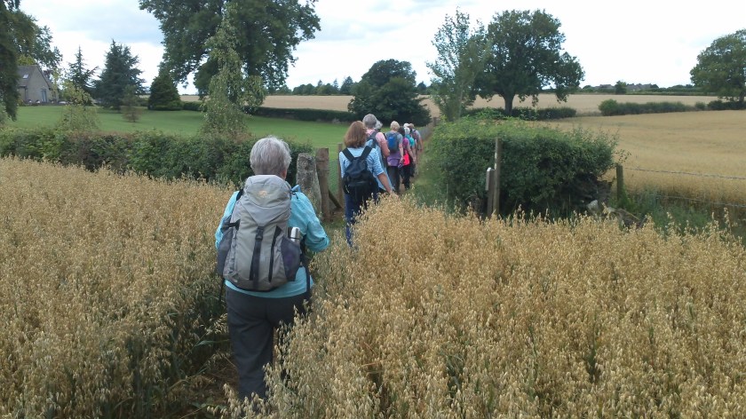 Group exiting final corn field on way back into Bisley.