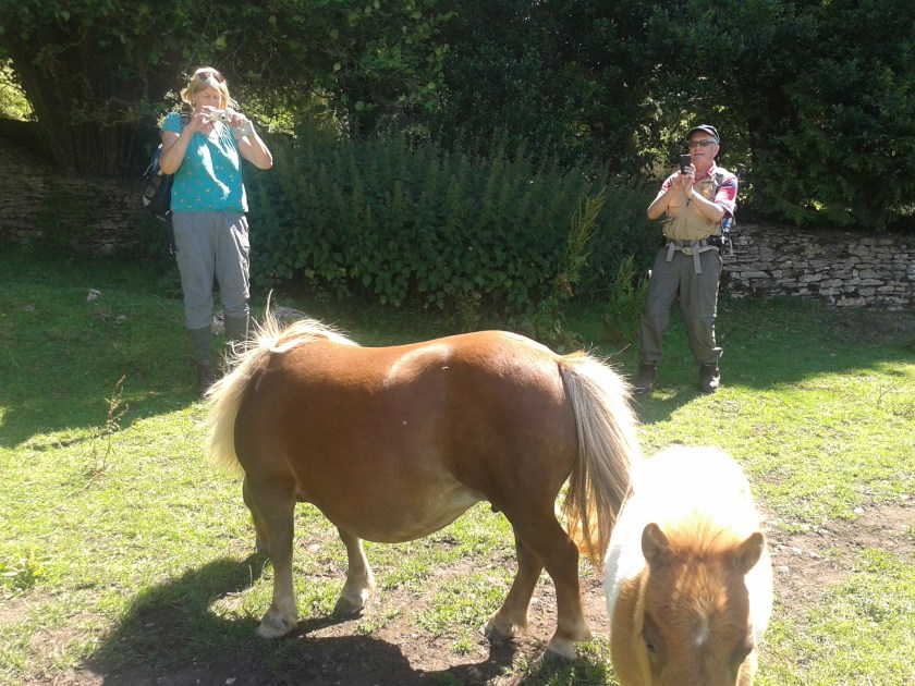 Lorna and David photographing the miniature ponies we came across during the walk