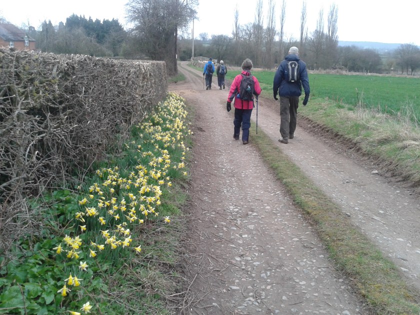 Walkers passing roadside verge daffodils towards end of walk.