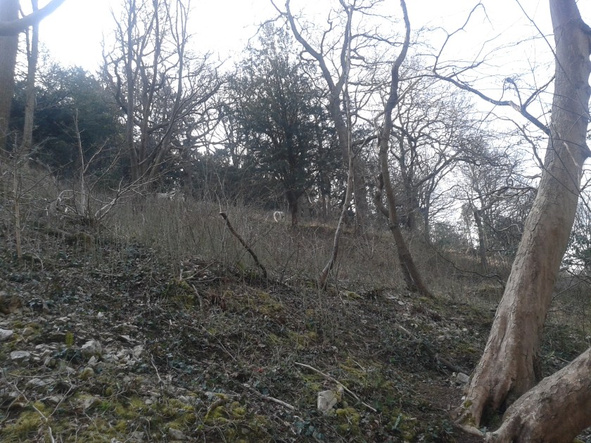 Goats in the Avon Gorge (if you look hard enough at the photo!)