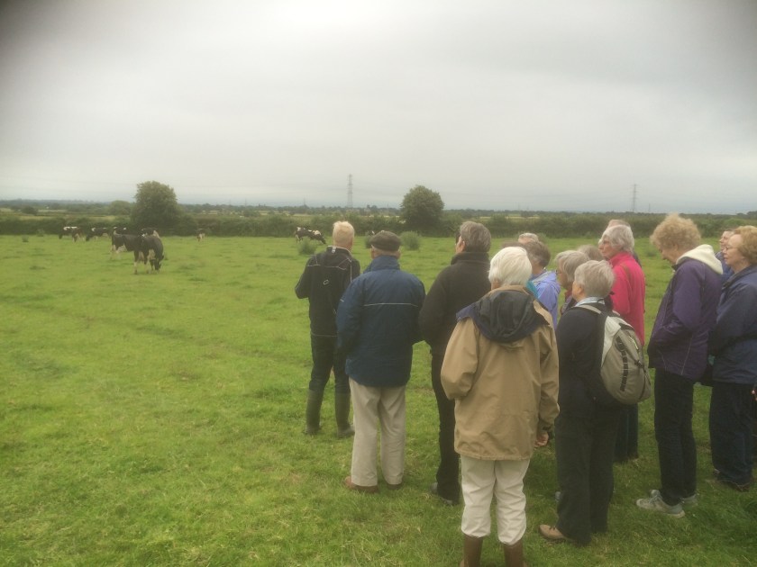 Richard's cows played a big part of the evening -they were very interested in us!